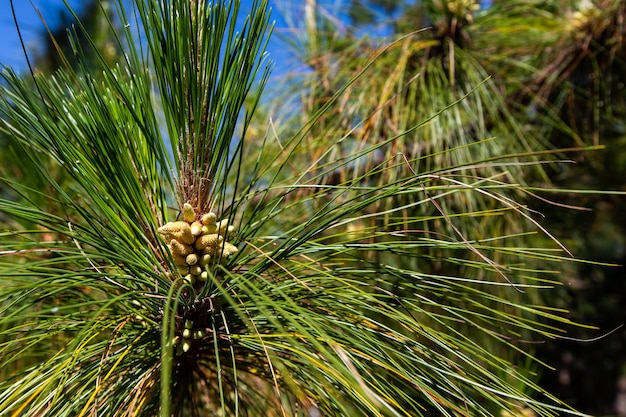 Pinus mugo Het is ook bekend als kruipende den dwergbergpijnboom mugo den