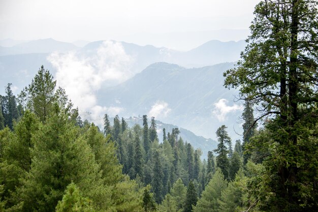 Дерево Pinus Roxburghii в горах в Nathia Gali Abbottabad Пакистан