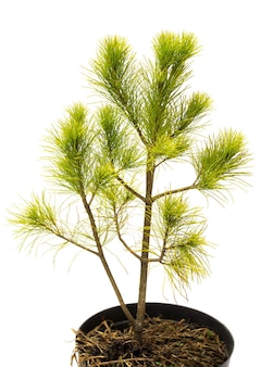 Pinus strobus pino in un vaso isolato su sfondo bianco. conifere