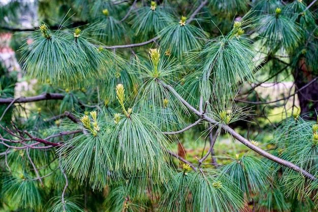 Pinus wallichiana is een groenblijvende naaldboom afkomstig uit de Himalaya Karakoram en de Hindu Kush-bergen