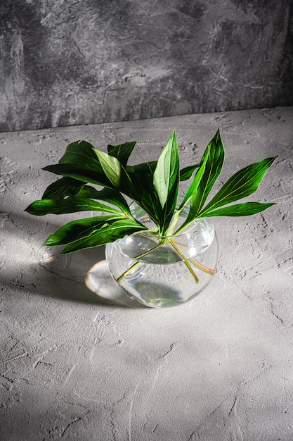 Pioen groene bladeren in de vaas van het glasgebied met water op geweven steenachtergrond, hoekmening