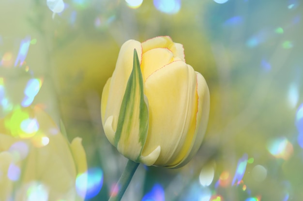 Pioenbloemige gele tulp