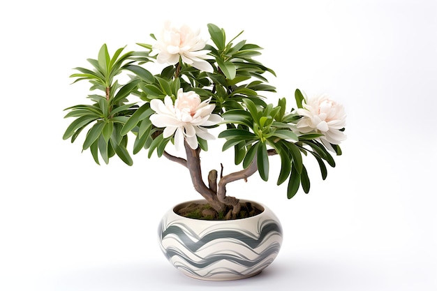 Pioenboomplant in een witte pot op een witte achtergrond