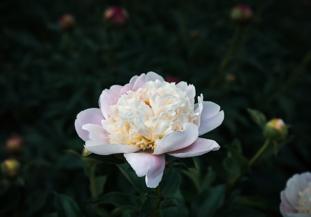 Pioenen in de tuin