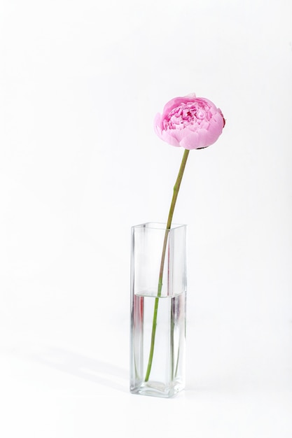 Pion in a glass vase, pink gentle soft peony flower