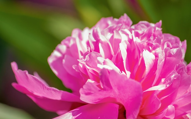 Пион Розовый цветок Крупным планом Фон Цветок фото
