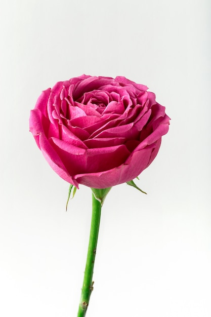 Pion-shaped roses isolated