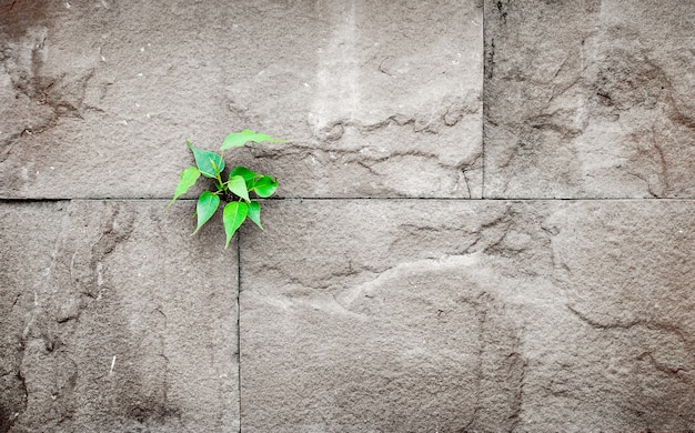 Pipal blad groeit door spleet in oude zand stenen muur, survival concept