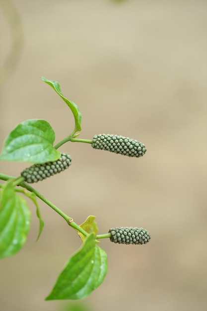 Piper Capense African Long Pepper Ethiopian Long Pepper or Timiz in the garden