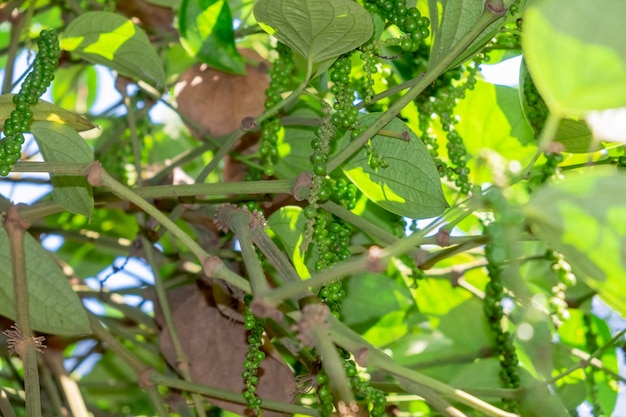 Piper nigrum Leaves like betel leaves