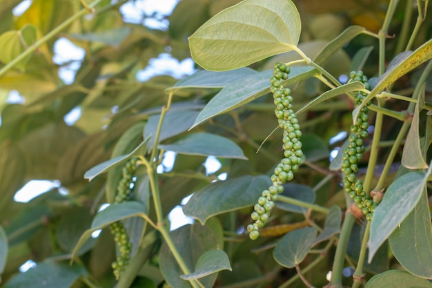 Piper nigrum Leaves