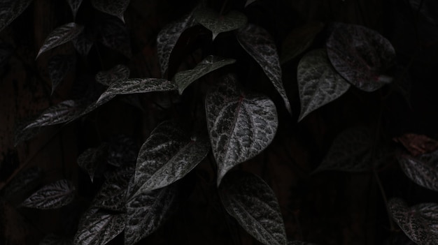 Foto piper ornatum o sirih merah o betel rosso con sfondo scuro