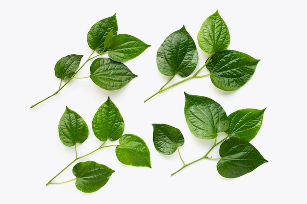 Piper sarmentosum or Wildbetal leafbush on white 