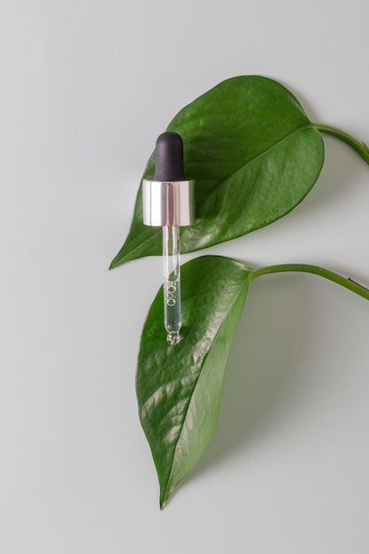 Pipetteer en druppels en uitstrijkjes van cosmetica Vloeibare gel of een druppel serum op groene bladeren Netural biologische cosmetica