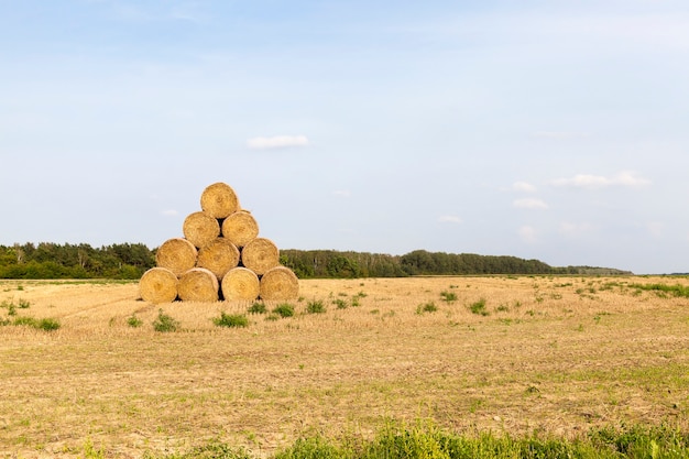 Piramide verzameld uit dat rietje voor gemakkelijke opslag voor de winter