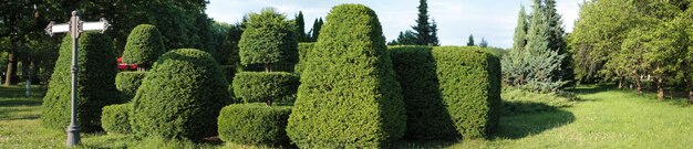 Foto piramides van prachtig gesnoeide bomen verrukken onze ogen een prachtig uitzicht op de botanische tuin