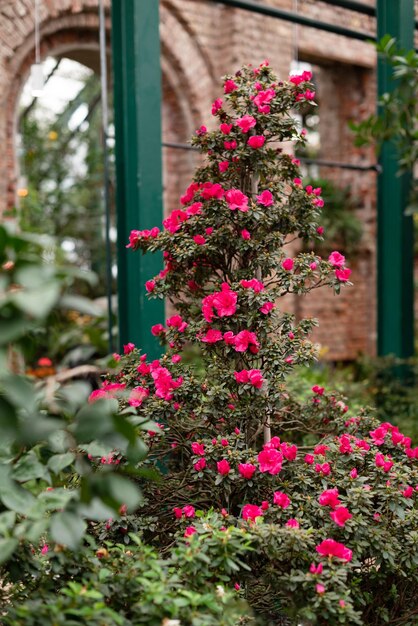 Piramidevormige azaleastruik met roze bloemen bloeit in de botanische tuin