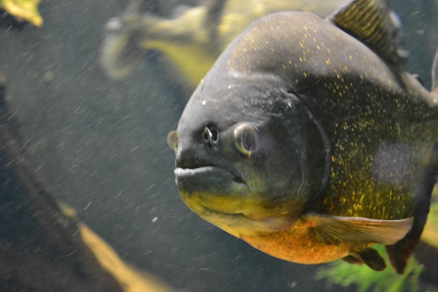 Piranha fish pygocentrus piraya