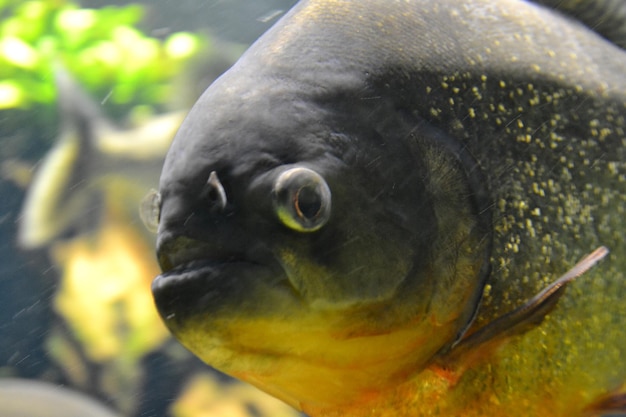 写真 ピラニア魚 pygocentrus ピラヤ