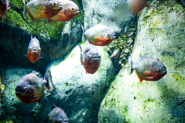 Рыбы-пираньи в голубом аквариуме крупным планом