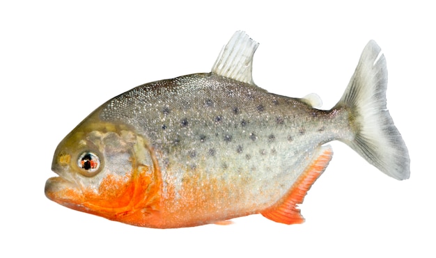 Piranha - Serrasalmus nattereri on a white isolated