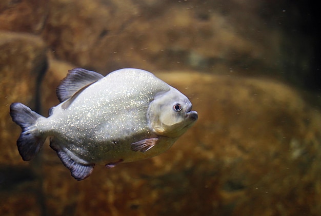 Foto piranha zwemmen in een aquarium