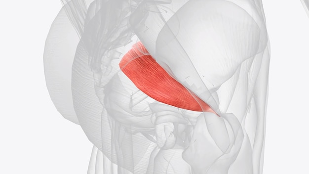 Photo the piriformis muscle is a flat pyramidallyshaped muscle in the gluteal region of the lower limbs