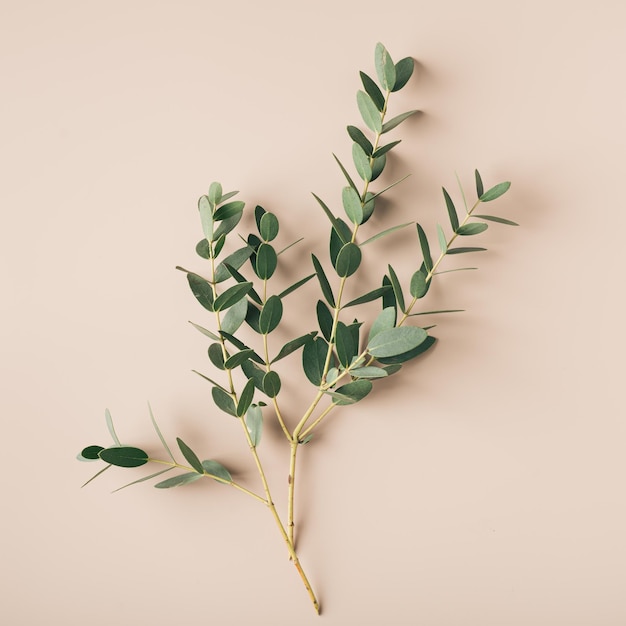 Pistachio branch on a plain beige background