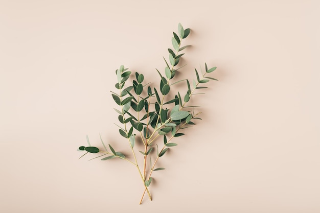 Pistachio branch on a plain beige background