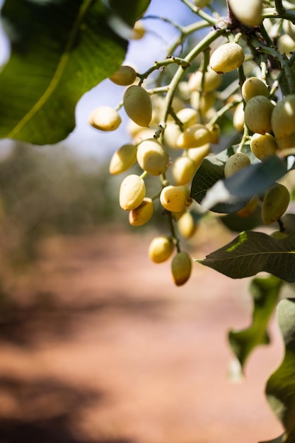 Foto coltivazione e piantagione di pistacchi