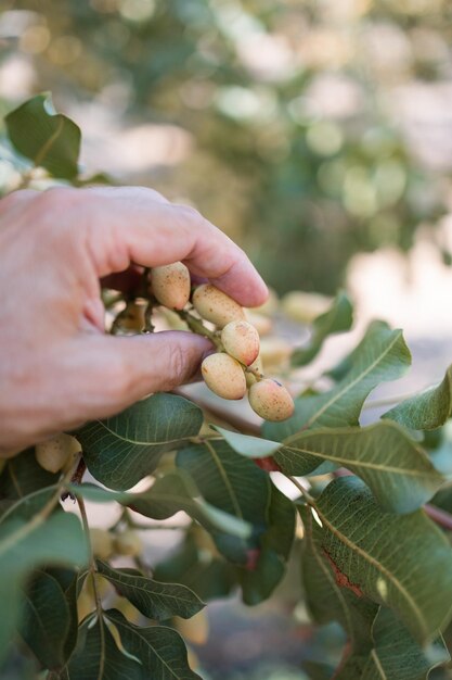 Foto coltivazione e piantagione di pistacchi