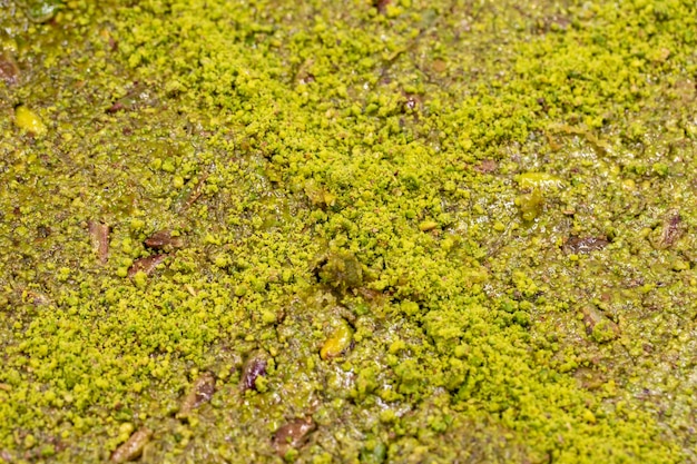 Pistachio kadayif dessert Mediterranean cuisine delicacies Closeup Local name yesil kadayif