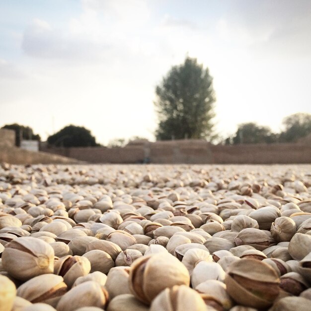 Photo pistachios drying on field