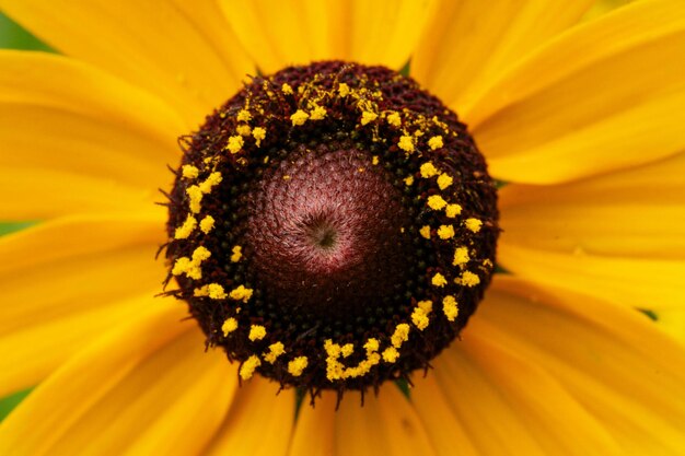 Foto pistil e stamen di una rudbeckia hirta photo stock