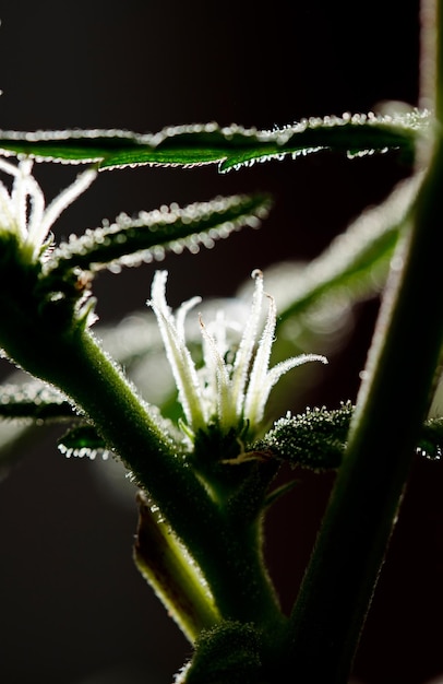 pistils of female marijuana flower calyx with black background