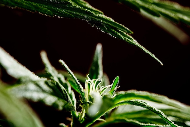 Pistils of female marijuana flower calyx with redbrown background