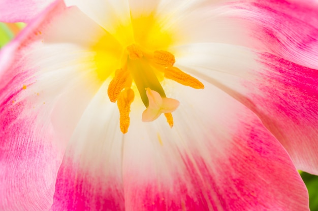 Photo pistils and stamens of a tulip