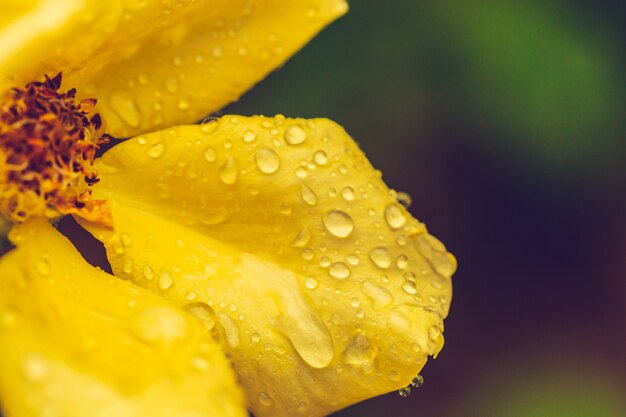 Pistils yellow flower blossom with rain drops close up 