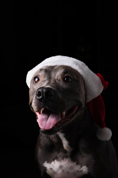 クリスマスの黒い背景に赤いサンタ クロースの帽子分離されたピット ・ ブル青い鼻犬低光サンタ クロースが到着するのを待っています選択と集中