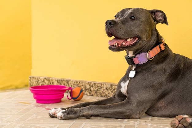 Pit bull dog in the backyard of the house. Pitbull blue nose with honey colored eyes. House with yellow wall and garden.