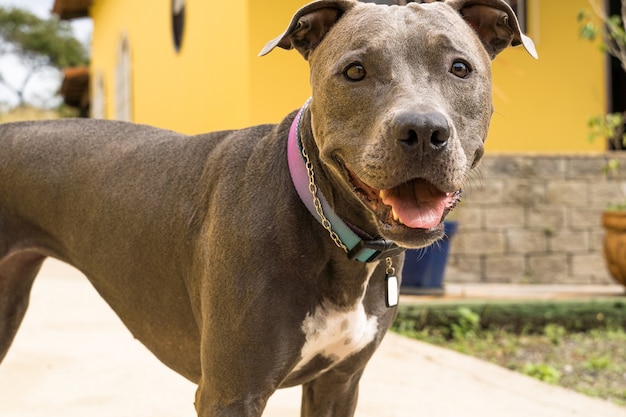 Pit bull dog in the backyard of the house. Pitbull blue nose with honey colored eyes. House with yellow wall and garden.