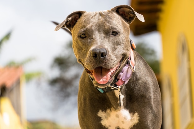 Pit bull dog in the backyard of the house. Pitbull blue nose with honey colored eyes. House with yellow wall and garden.