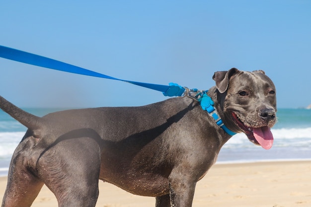 Photo pit bull dog on the beach. sunny day. selective focus.