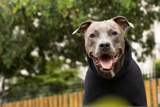 Pit bull dog in a black sweatshirt playing in the park on a cold day.