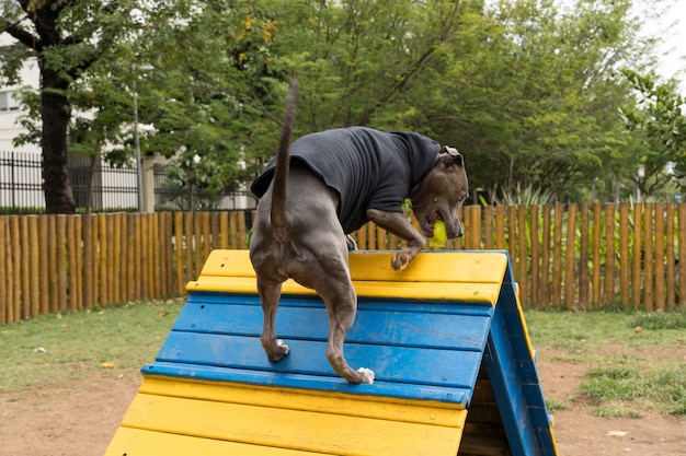 Pit bull dog in a black sweatshirt playing in the park on a cold day.