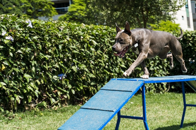 The pit bull dog climbs the ramp while practicing agility and playing in the dog park. Dog space with ramp-type toys and tires for him to exercise.