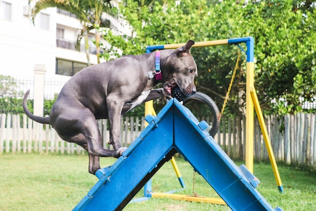 Photo the pit bull dog climbs the ramp while practicing agility and playing in the dog park. dog space with ramp-type toys and tires for him to exercise.