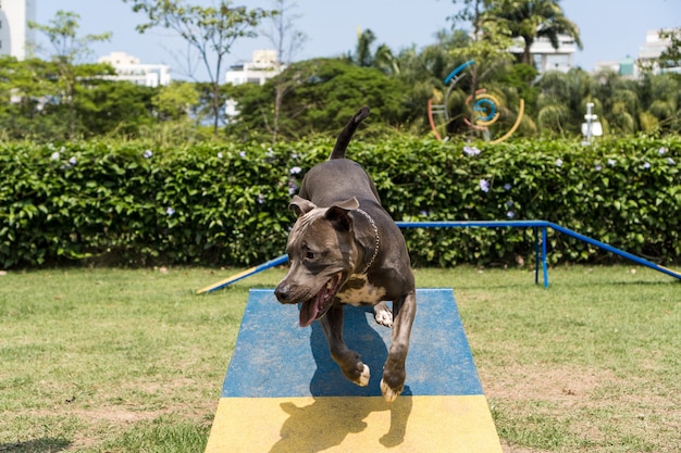 敏捷性を練習し、ドッグランで遊んでいる間、障害物をジャンプするピットブル犬。彼が運動するためのスロープやタイヤのようなおもちゃのある犬の場所。