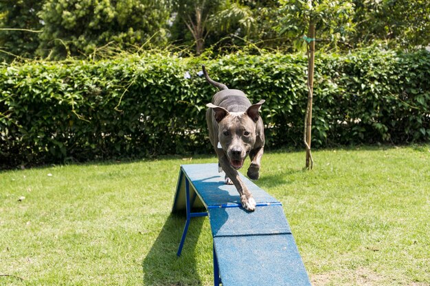 Питбуль прыгает через препятствия, тренируясь на ловкость и играя в собачьем парке. Разместите собаку игрушками, как пандус, и устайте, чтобы она могла заниматься спортом.
