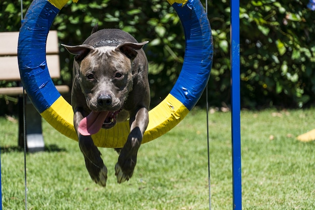 Pit bull dog jumping the obstacles while practicing agility and playing in the dog park. Dog place with toys like a ramp and tire for him to exercise.